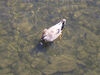 Filename=20070602_026.jpg
Filesize=149KiB
Dimensions=1024x768
Date added=Oct 29, 2008 20070602_026.jpg