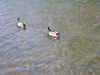 Filename=20070602_027.jpg
Filesize=166KiB
Dimensions=1024x768
Date added=Oct 29, 2008 20070602_027.jpg