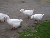 Filename=20070922_001.jpg
Filesize=204KiB
Dimensions=1024x768
Date added=Oct 29, 2008 20070922_001.jpg