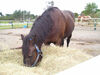 Filename=20070922_003.jpg
Filesize=203KiB
Dimensions=1024x768
Date added=Oct 29, 2008 20070922_003.jpg