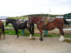 Filename=20070922_010.jpg
Filesize=157KiB
Dimensions=1024x768
Date added=Oct 29, 2008 20070922_010.jpg