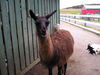 Filename=20070922_019.jpg
Filesize=189KiB
Dimensions=1024x768
Date added=Oct 29, 2008 20070922_019.jpg