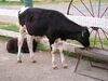 Filename=20070922_021.jpg
Filesize=192KiB
Dimensions=1024x768
Date added=Oct 29, 2008 20070922_021.jpg