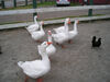 Filename=20070922_026.jpg
Filesize=171KiB
Dimensions=1024x768
Date added=Oct 29, 2008 20070922_026.jpg