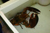 Filename=20071020_019.jpg
Filesize=270KiB
Dimensions=1024x685
Date added=Oct 29, 2008 20071020_019.jpg