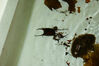 Filename=20071020_025.jpg
Filesize=261KiB
Dimensions=1024x685
Date added=Oct 29, 2008 20071020_025.jpg