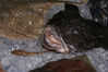 Filename=20071020_029.jpg
Filesize=300KiB
Dimensions=1024x685
Date added=Oct 29, 2008 20071020_029.jpg