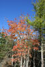 Filename=20071021_001.jpg
Filesize=354KiB
Dimensions=684x1023
Date added=Oct 29, 2008 20071021_001.jpg