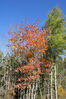 Filename=20071021_002.jpg
Filesize=364KiB
Dimensions=684x1023
Date added=Oct 29, 2008 20071021_002.jpg