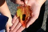 Filename=20071021_011.jpg
Filesize=226KiB
Dimensions=1024x685
Date added=Oct 29, 2008 20071021_011.jpg