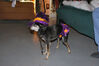 Filename=20071031_001.jpg
Filesize=368KiB
Dimensions=1024x685
Date added=Oct 29, 2008 20071031_001.jpg