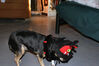 Filename=20071031_003.jpg
Filesize=429KiB
Dimensions=1024x685
Date added=Oct 29, 2008 20071031_003.jpg