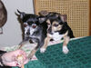 Filename=20071114_001.jpg
Filesize=212KiB
Dimensions=1024x768
Date added=Oct 29, 2008 20071114_001.jpg
