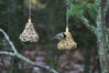 Filename=20071115_002.jpg
Filesize=148KiB
Dimensions=1023x684
Date added=Oct 29, 2008 20071115_002.jpg