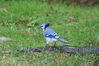 Filename=20071115_007.jpg
Filesize=201KiB
Dimensions=1023x684
Date added=Oct 29, 2008 20071115_007.jpg