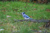 Filename=20071115_009.jpg
Filesize=213KiB
Dimensions=1023x684
Date added=Oct 29, 2008 20071115_009.jpg