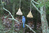 Filename=20071115_018.jpg
Filesize=188KiB
Dimensions=1023x684
Date added=Oct 29, 2008 20071115_018.jpg
