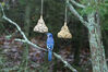 Filename=20071115_019.jpg
Filesize=173KiB
Dimensions=1023x684
Date added=Oct 29, 2008 20071115_019.jpg