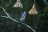Filename=20071115_033.jpg
Filesize=133KiB
Dimensions=1023x684
Date added=Oct 29, 2008 20071115_033.jpg