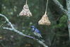 Filename=20071115_035.jpg
Filesize=166KiB
Dimensions=1024x684
Date added=Oct 29, 2008 20071115_035.jpg