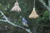 Filename=20071115_037.jpg
Filesize=158KiB
Dimensions=1024x684
Date added=Oct 29, 2008 20071115_037.jpg