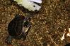 Filename=20071117_006.jpg
Filesize=237KiB
Dimensions=1023x684
Date added=Oct 29, 2008 20071117_006.jpg