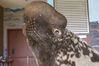 Filename=20071117_014.jpg
Filesize=167KiB
Dimensions=1023x684
Date added=Oct 29, 2008 20071117_014.jpg