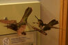 Filename=20071117_033.jpg
Filesize=113KiB
Dimensions=1023x684
Date added=Oct 29, 2008 20071117_033.jpg