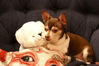 Filename=20071223_001.jpg
Filesize=173KiB
Dimensions=1023x684
Date added=Oct 29, 2008 20071223_001.jpg
