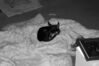 Filename=20080504_001.jpg
Filesize=125KiB
Dimensions=1023x684
Date added=Nov 01, 2008 20080504_001.jpg