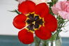 Filename=20080519_002.jpg
Filesize=123KiB
Dimensions=1023x685
Date added=Nov 01, 2008 20080519_002.jpg