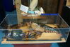Filename=20080628_022.jpg
Filesize=162KiB
Dimensions=1023x684
Date added=Nov 01, 2008 20080628_022.jpg