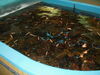 Filename=20080629_004.jpg
Filesize=148KiB
Dimensions=1024x768
Date added=Nov 01, 2008 20080629_004.jpg