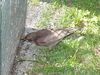 Filename=20080701_019.jpg
Filesize=266KiB
Dimensions=1024x768
Date added=Nov 01, 2008 20080701_019.jpg