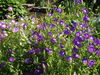 Filename=20080701_082.jpg
Filesize=275KiB
Dimensions=1024x768
Date added=Nov 01, 2008 20080701_082.jpg