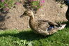 Filename=20080701_083.jpg
Filesize=276KiB
Dimensions=1023x684
Date added=Nov 01, 2008 20080701_083.jpg