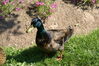Filename=20080701_085.jpg
Filesize=268KiB
Dimensions=1023x684
Date added=Nov 01, 2008 20080701_085.jpg