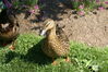 Filename=20080701_086.jpg
Filesize=270KiB
Dimensions=1023x684
Date added=Nov 01, 2008 20080701_086.jpg