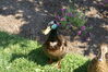 Filename=20080701_087.jpg
Filesize=231KiB
Dimensions=1023x684
Date added=Nov 01, 2008 20080701_087.jpg