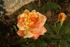 Filename=20080703_001.jpg
Filesize=144KiB
Dimensions=1023x684
Date added=Nov 01, 2008 20080703_001.jpg