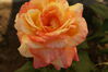 Filename=20080703_003.jpg
Filesize=120KiB
Dimensions=1023x684
Date added=Nov 01, 2008 20080703_003.jpg