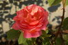 Filename=20080703_005.jpg
Filesize=132KiB
Dimensions=1023x684
Date added=Nov 01, 2008 20080703_005.jpg