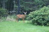 Filename=20080819_007.jpg
Filesize=246KiB
Dimensions=1023x684
Date added=Nov 02, 2008 20080819_007.jpg