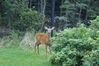 Filename=20080819_008.jpg
Filesize=258KiB
Dimensions=1023x684
Date added=Nov 02, 2008 20080819_008.jpg