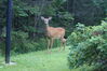 Filename=20080819_009.jpg
Filesize=222KiB
Dimensions=1023x684
Date added=Nov 02, 2008 20080819_009.jpg