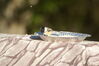 Filename=20081014_001.jpg
Filesize=126KiB
Dimensions=1023x684
Date added=Nov 03, 2008 20081014_001.jpg
