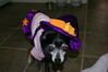 Filename=20081031_002.jpg
Filesize=127KiB
Dimensions=1023x684
Date added=Nov 03, 2008 20081031_002.jpg