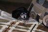 Filename=20081122_004.jpg
Filesize=172KiB
Dimensions=1023x685
Date added=Dec 07, 2008 20081122_004.jpg