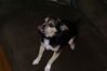 Filename=20081122_005.jpg
Filesize=107KiB
Dimensions=1023x685
Date added=Dec 07, 2008 20081122_005.jpg