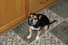 Filename=20081122_006.jpg
Filesize=210KiB
Dimensions=1023x685
Date added=Dec 07, 2008 20081122_006.jpg